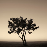 Lone Tree at Twilight Toned image