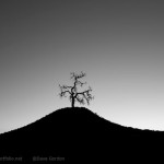 Tree and Hill BW