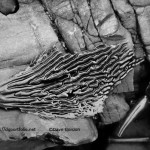 Kelp IV BW