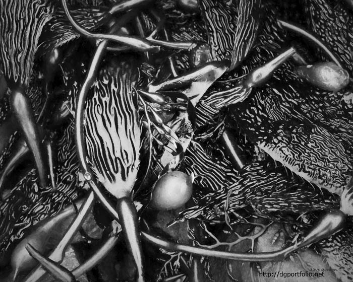 Kelp V BW fine art black and white nature photograph