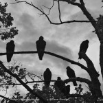 Vultures and Cloudy Sky