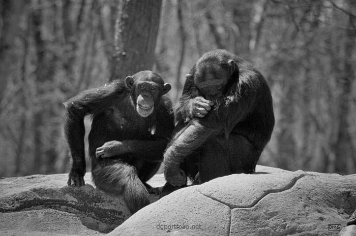 Fine art black and white photo by Dave Gordon